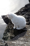 Free Picture of White Ocean Cat Looking Down from a Jetty