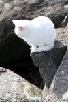 Free Picture of White Cat on a Cliff