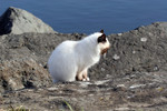 Free Picture of Ocean Cat on a Jetty