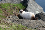 Free Picture of Cat Looking Back from Boulders