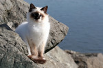 Free Picture of Jetty Cat