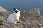 Free Picture of Gold Beach, Oregon Cat