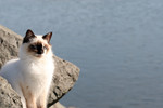 Free Picture of Rouge River Cat
