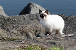 Free Picture of Stray Ocean Cat