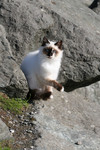 Free Picture of Feral Ocean Cat Sitting on the Boulders of a Jetty