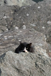Free Picture of Homeless Black & White Cat Hiding Behind a Rock