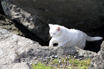 Free Picture of White Cat Walking Out of a Cave