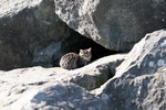 Free Picture of Stray Brown Tabby Cat Sitting In front of a Cave