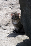 Free Picture of Brown Tabby Cat Behind a Boulder