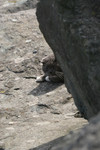 Free Picture of Gray Cat Laying Behind a Big Rock