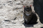 Free Picture of Brown Tabby Kitten Sitting on a Boulder