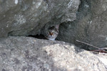 Free Picture of Tabby Kitten Behind Boulders