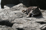 Free Picture of Old Stray Cat Laying on a Boulder