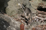 Free Picture of Stray Tabby Cat, Driftwood, and Boulders