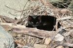 Free Picture of Black Cat Laying on Wood Sticks
