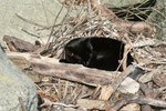 Free Picture of Black Cat Sleeping on Drift Wood and Branches