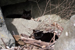 Free Picture of Two Stray Black Cats with Eye Problems