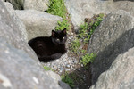 Free Picture of Stray Black Cat Laying on Gravel