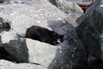 Free Picture of Black & White Cat on Large Boulders