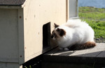 Free Picture of Stray Cat Looking at an Outdoor Cat-house Door