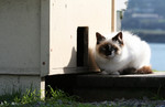Free Picture of Stray Cat Sitting Outside of a Cat House