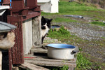 Free Picture of Stray Cat Beside a Pot of Water
