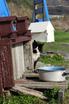Free Picture of Homeless Cat Beside a Feeding Pot
