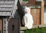 Free Picture of White Cat Sitting on the Edge of a Cat House
