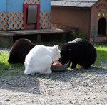Free Picture of Stray Cats Eating Soft Cat-food