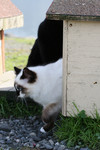 Free Picture of Cat Walking Out of a Cat-house
