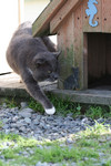 Free Picture of Old Stray Cat Walking Around a Cat House