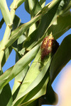 Free Picture of Corn Plants Showing Ear
