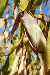 Free Picture of Ear of Corn Surrounded by Stalks