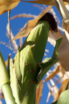 Free Picture of Corn Ear Against Blue Sky