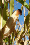 Free Picture of Yellow Corn Cob on a Cob in a Field