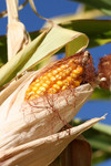 Free Picture of Sweet Yellow Corn on the Cob