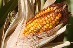 Free Picture of Sweet Corn On the Cob
