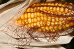 Free Picture of Yellow Corn on the Cob