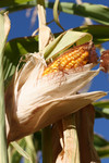 Free Picture of Yellow Corn in the Husk