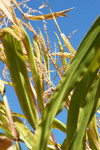 Free Picture of Corn Plant Leaves