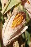 Free Picture of Ear of Corn