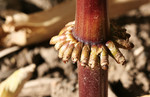 Free Picture of Bottom of a Corn Stalk