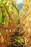 Free Picture of Path Through Corn Stalks