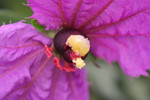 Free Picture of Purple Flower