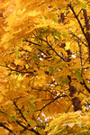 Free Picture of Yellow Fall Colored Leaves