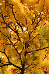 Free Picture of Tree Branches with Yellow Leaves