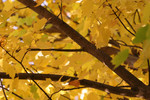 Free Picture of Tree with Yellow Leaves