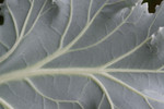 Free Picture of Gray Ornamental Cabbage Leaf