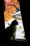 Free Picture of Cat Looking Out of a Window