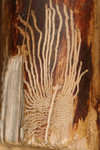 Free Picture of European Elm Bark Beetle Trails on Wood
